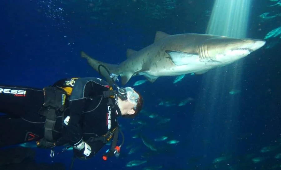 Dive with sharks