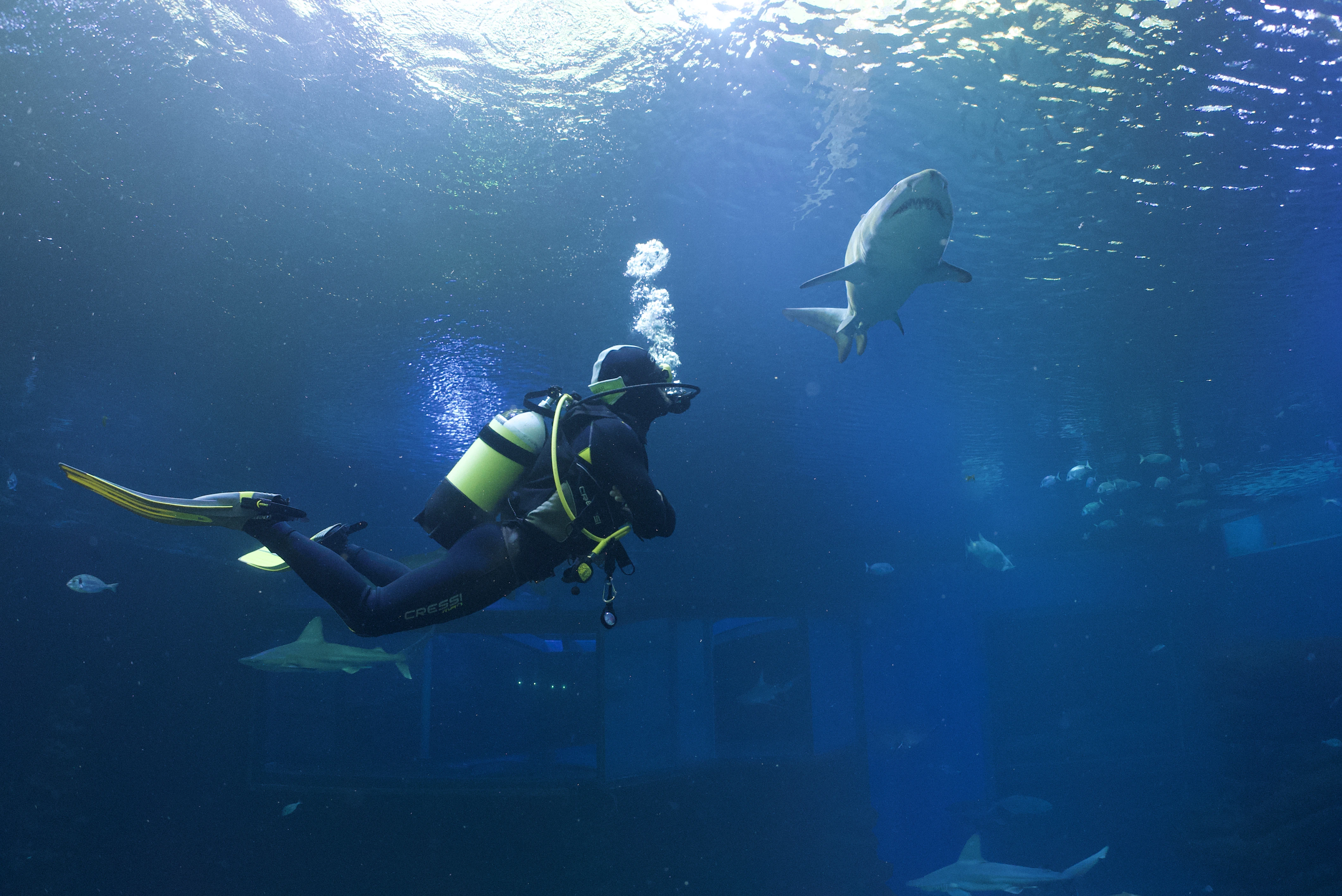Dive with sharks
