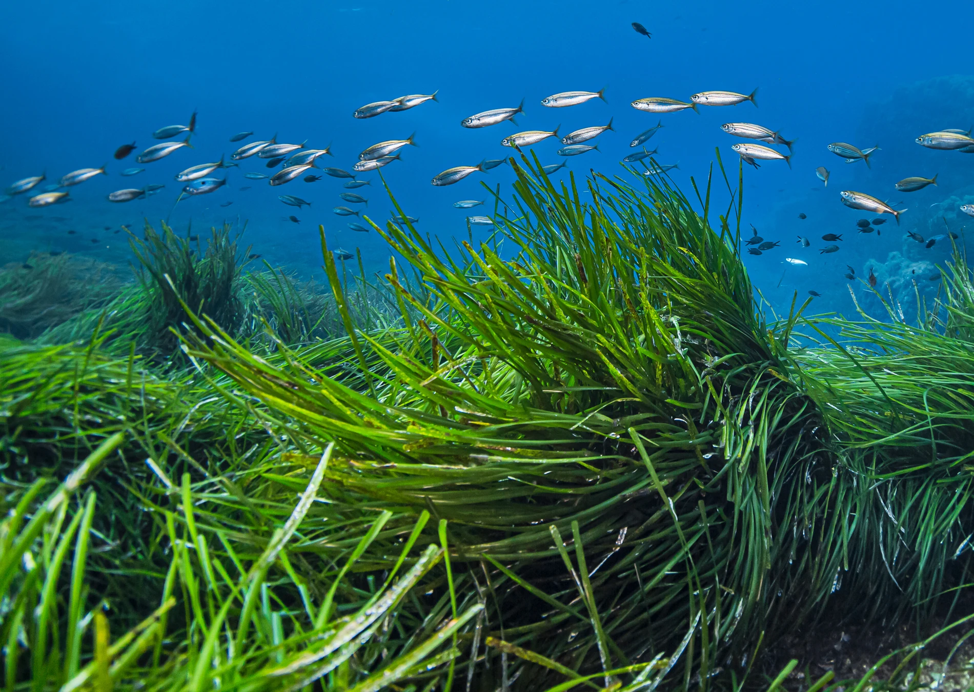 Posidonia