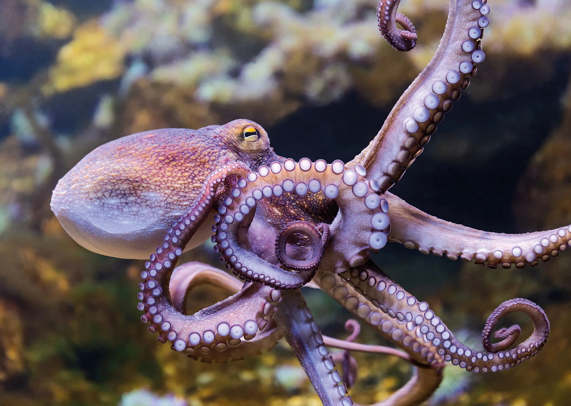 Pulpo