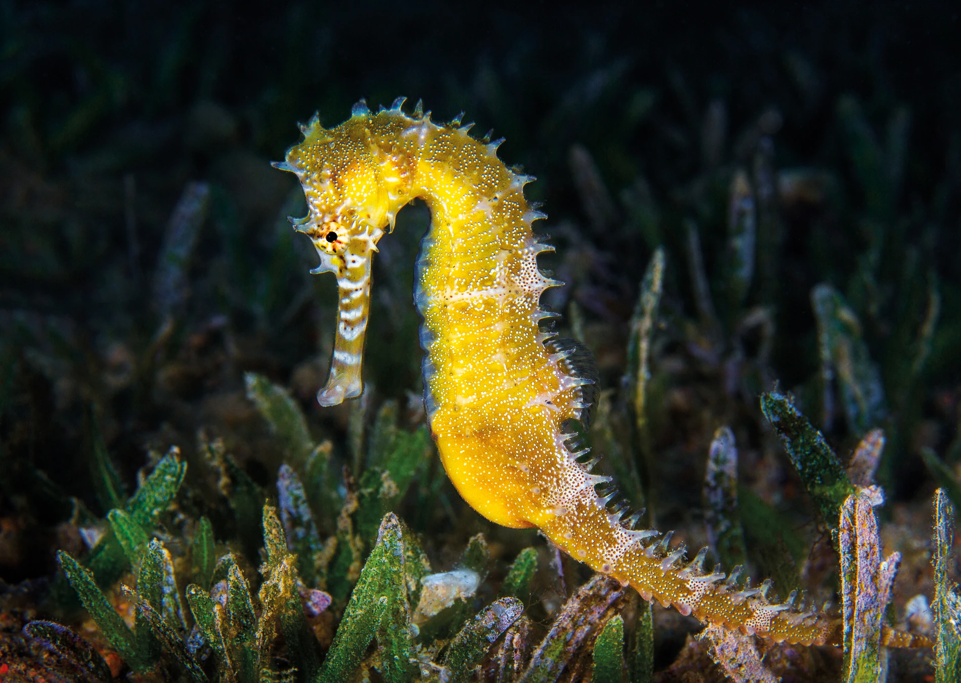 Caballito de Mar