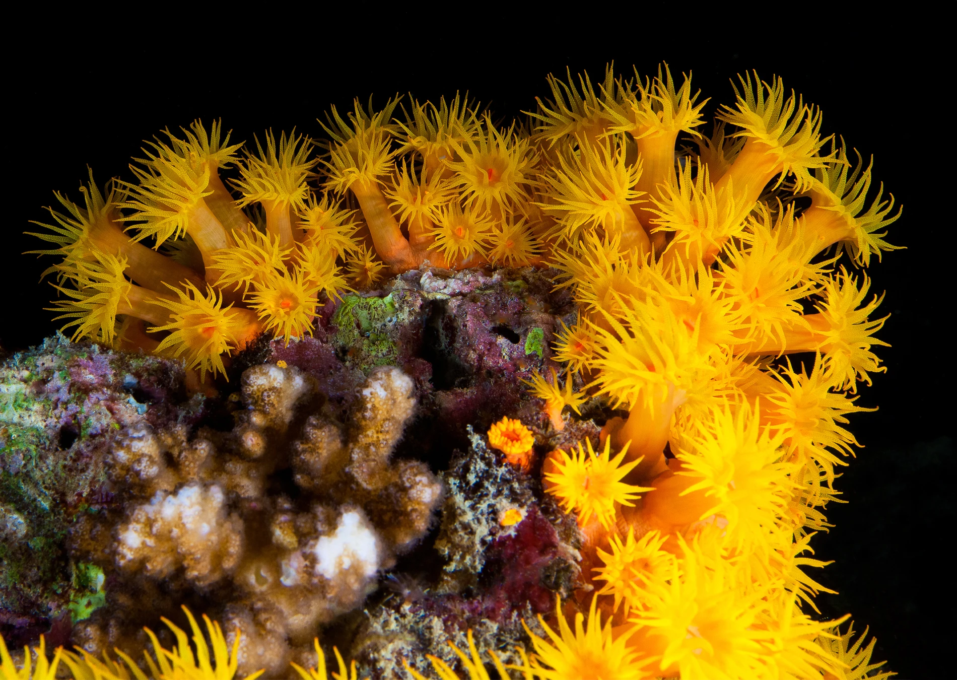 Madrépora amarilla