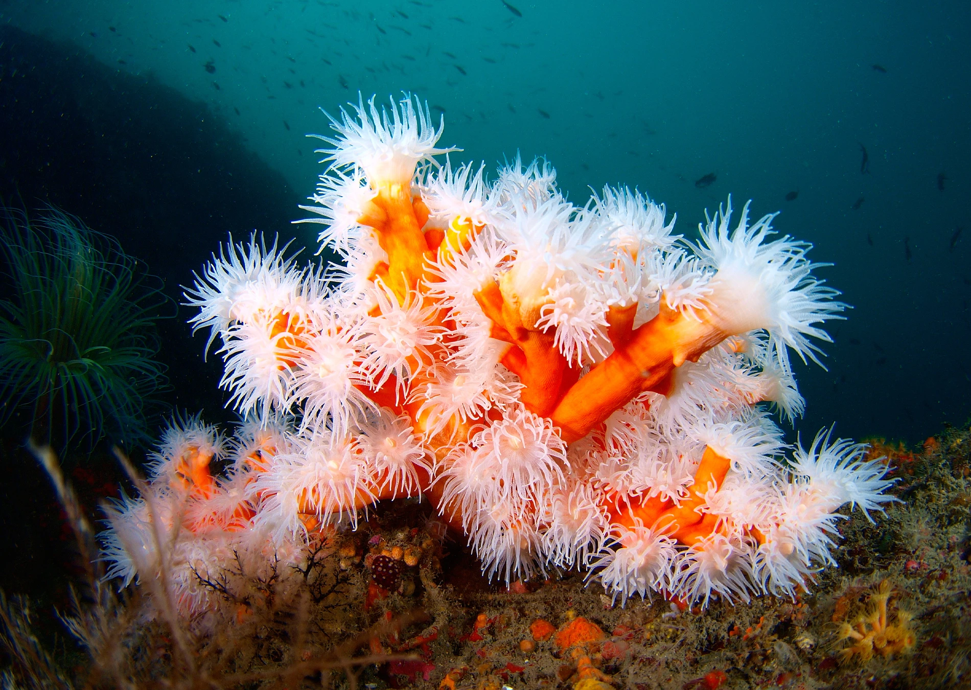 Coral Candelabro
