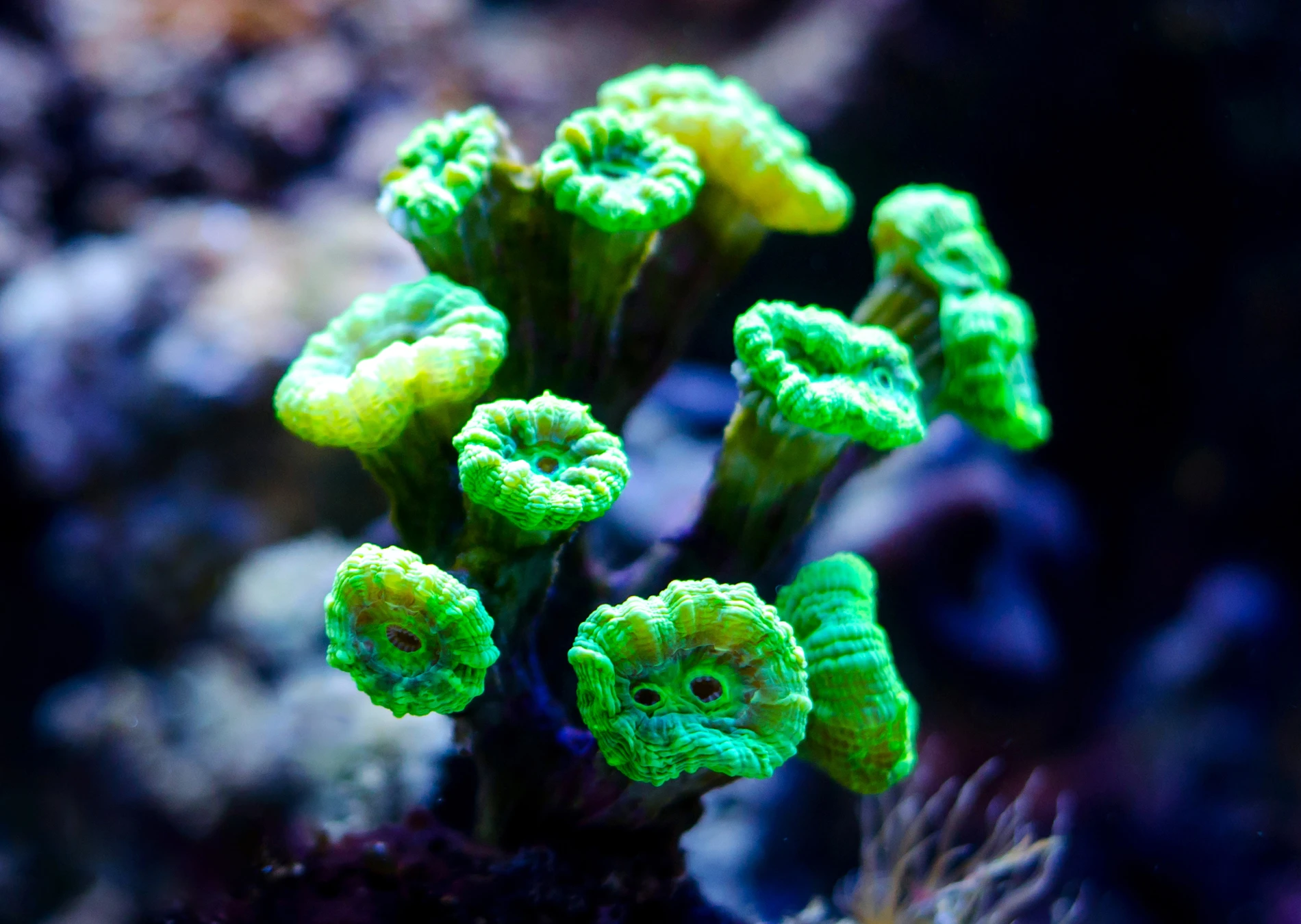 Coral Caramelo