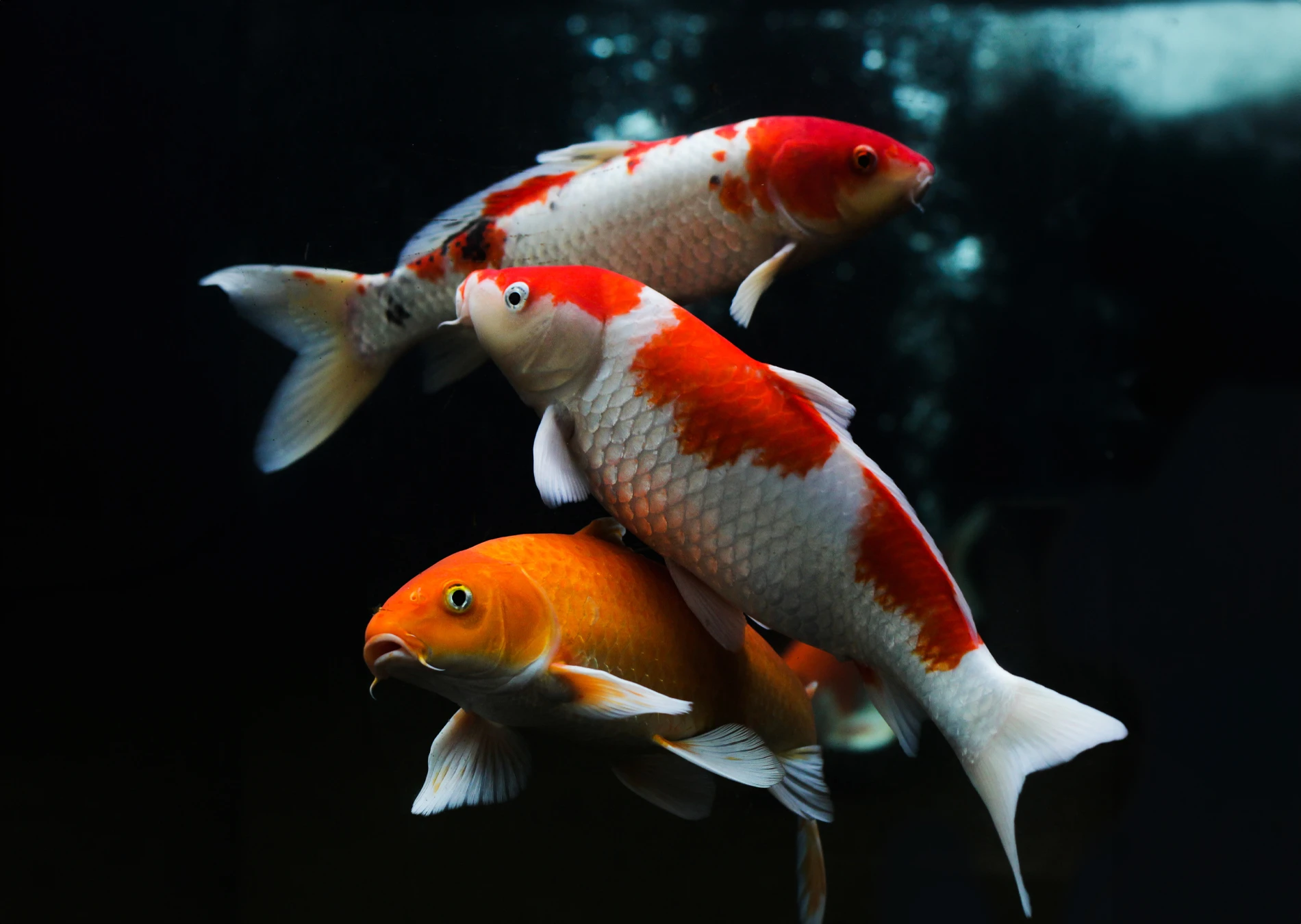 Carpa Japonesa