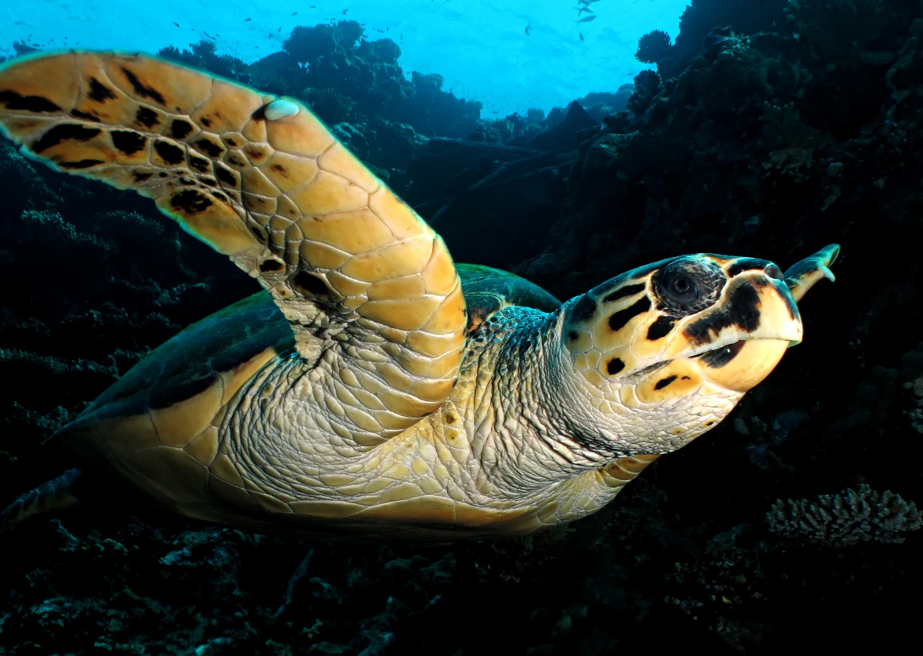 Tortuga Carey