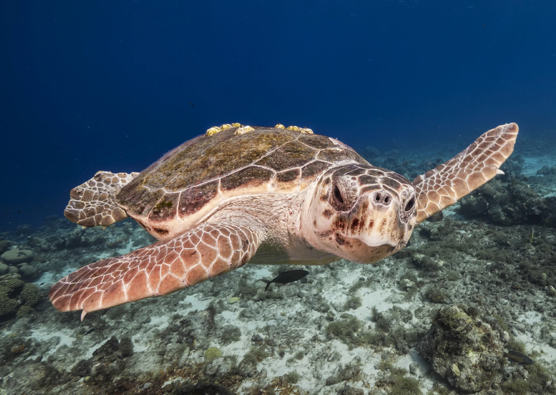 Tortuga Boba
