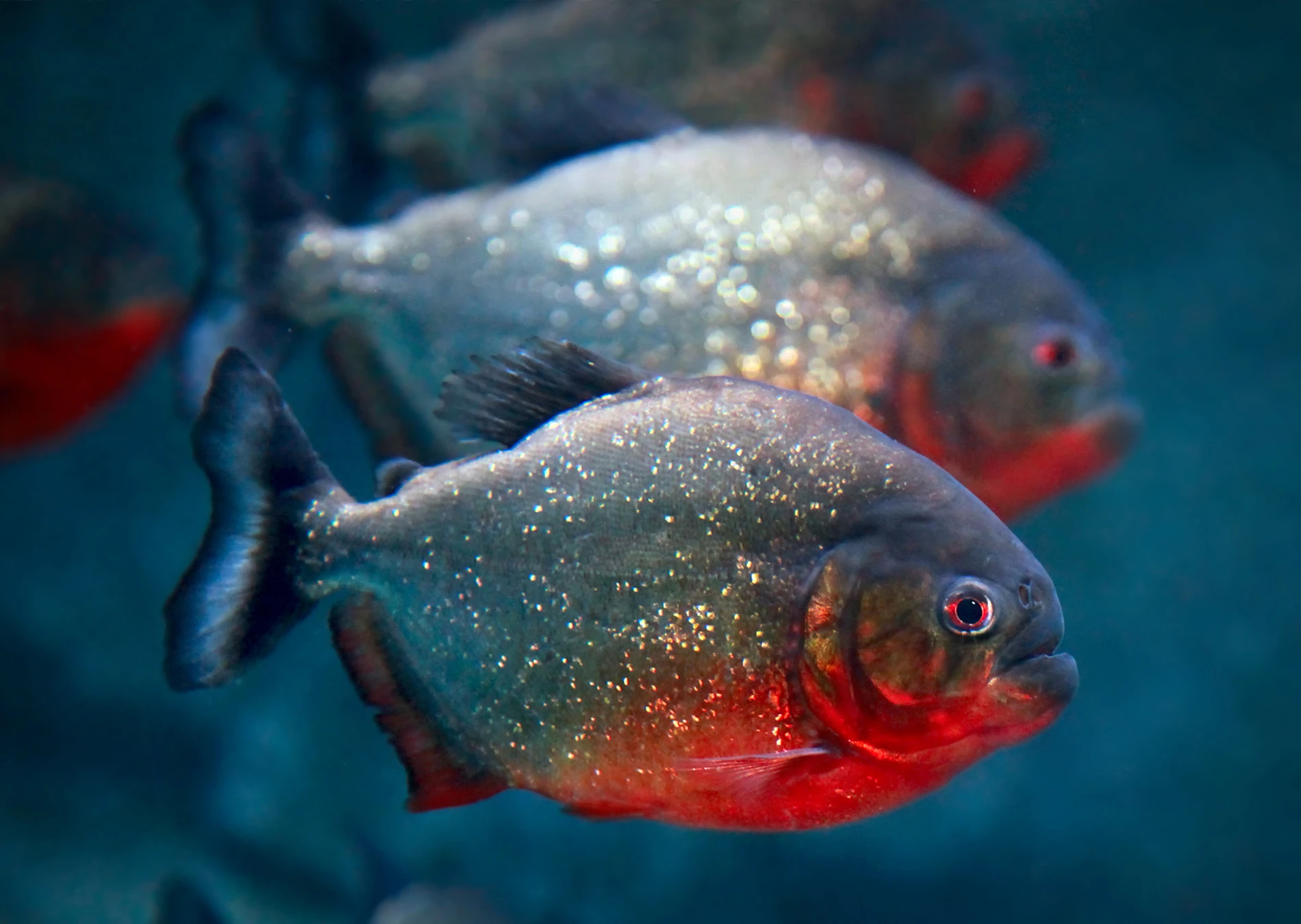 Piraña Barriga Roja