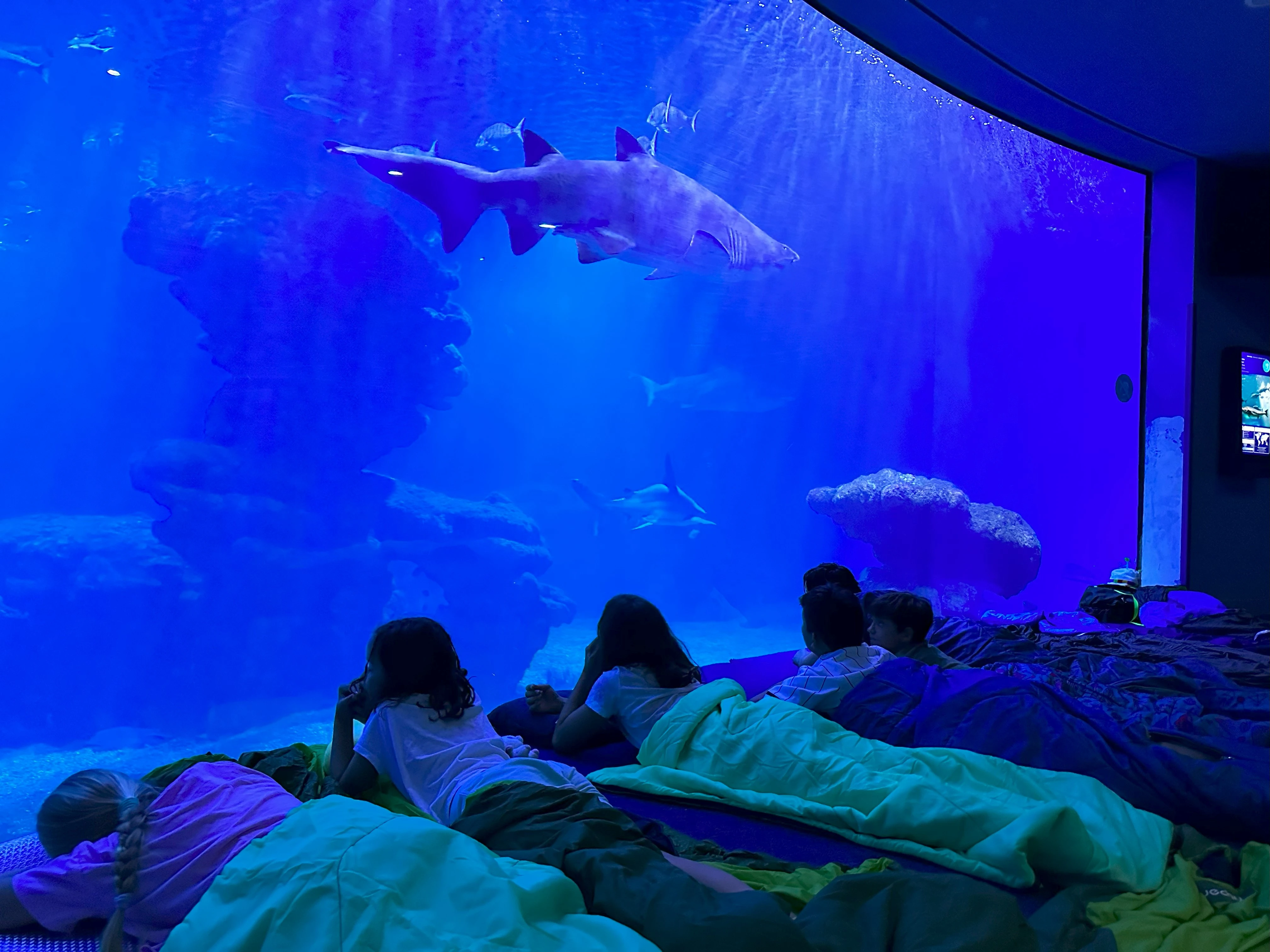 en Dormir con Tiburones
