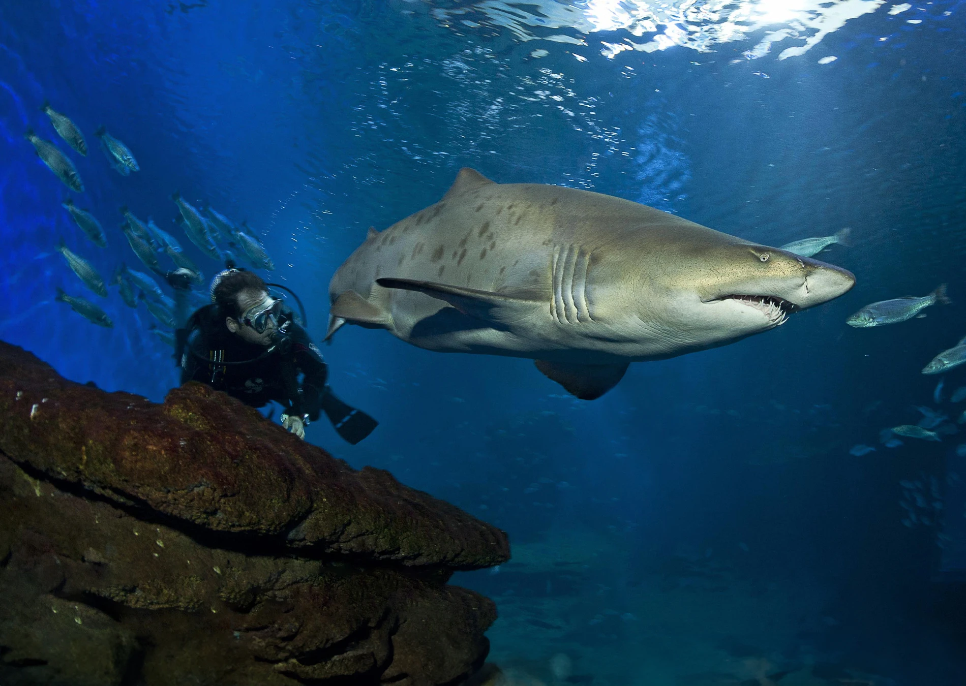 Dive with sharks
