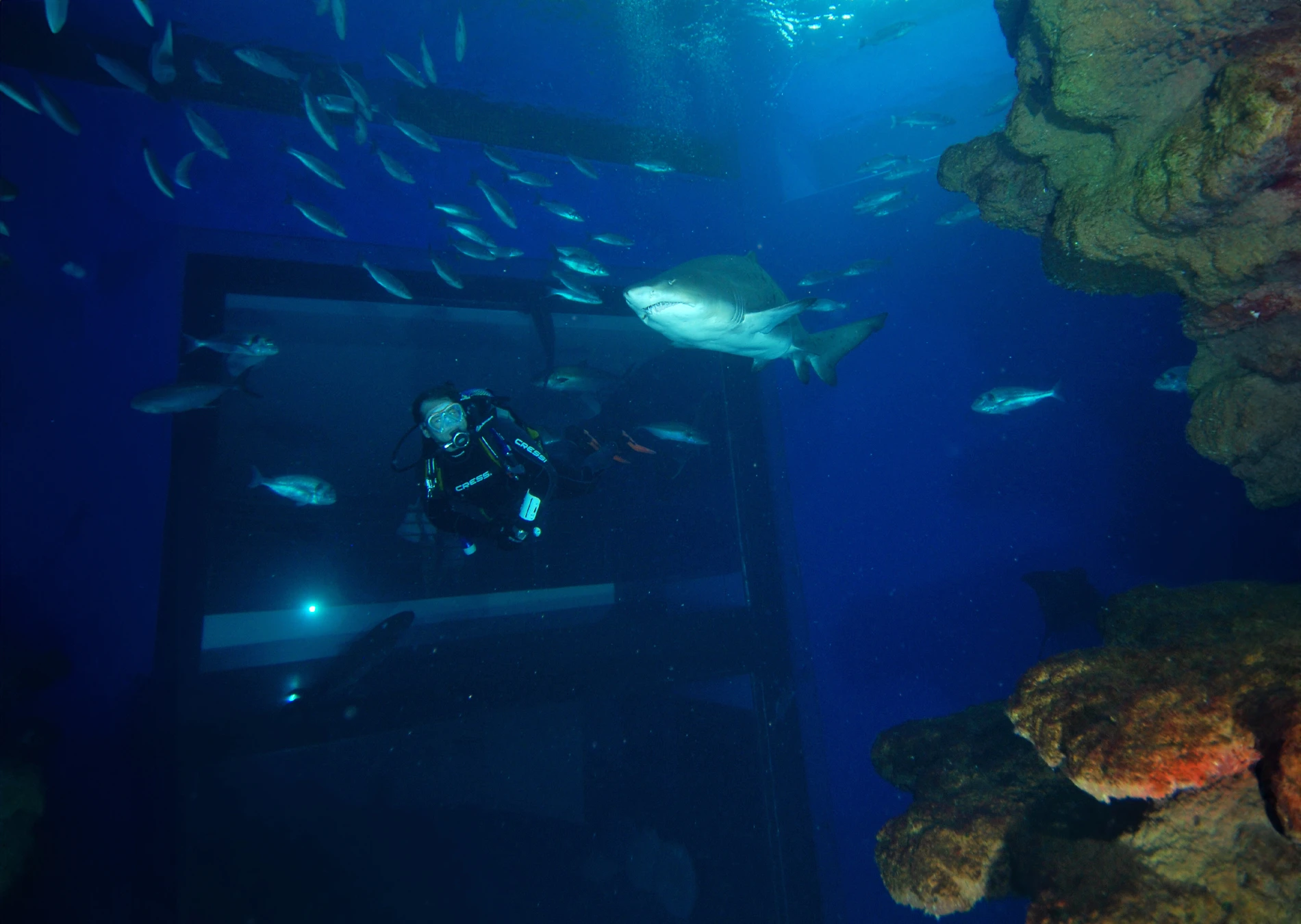 Dive with sharks