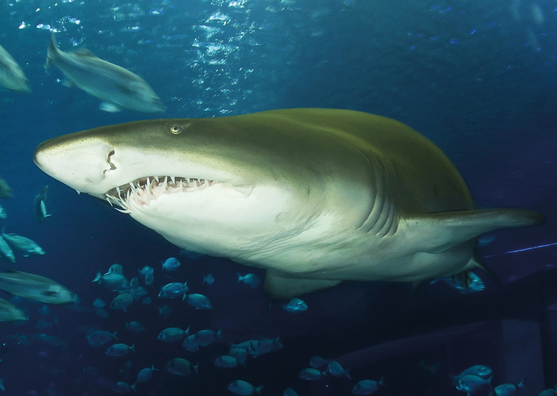 Dive with sharks