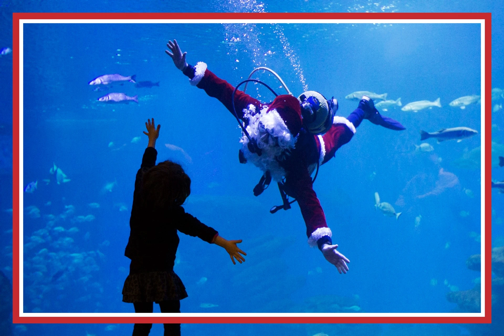 Especial Nadal en Palma Aquarium