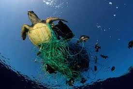 Consells i bones pràctiques per ajudar les tortugues marines