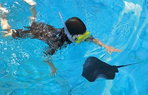 Snorkel con rayas: Una experiencia acuática única en Mallorca