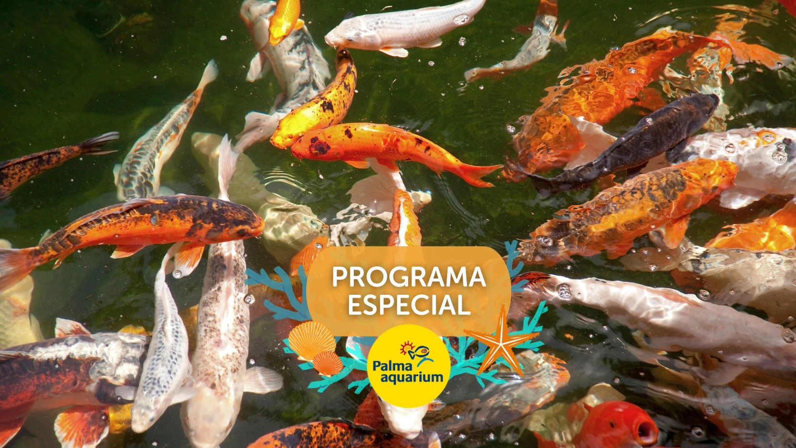 Nou programa especial del Palma Aquarium: una aventura fascinant i educativa