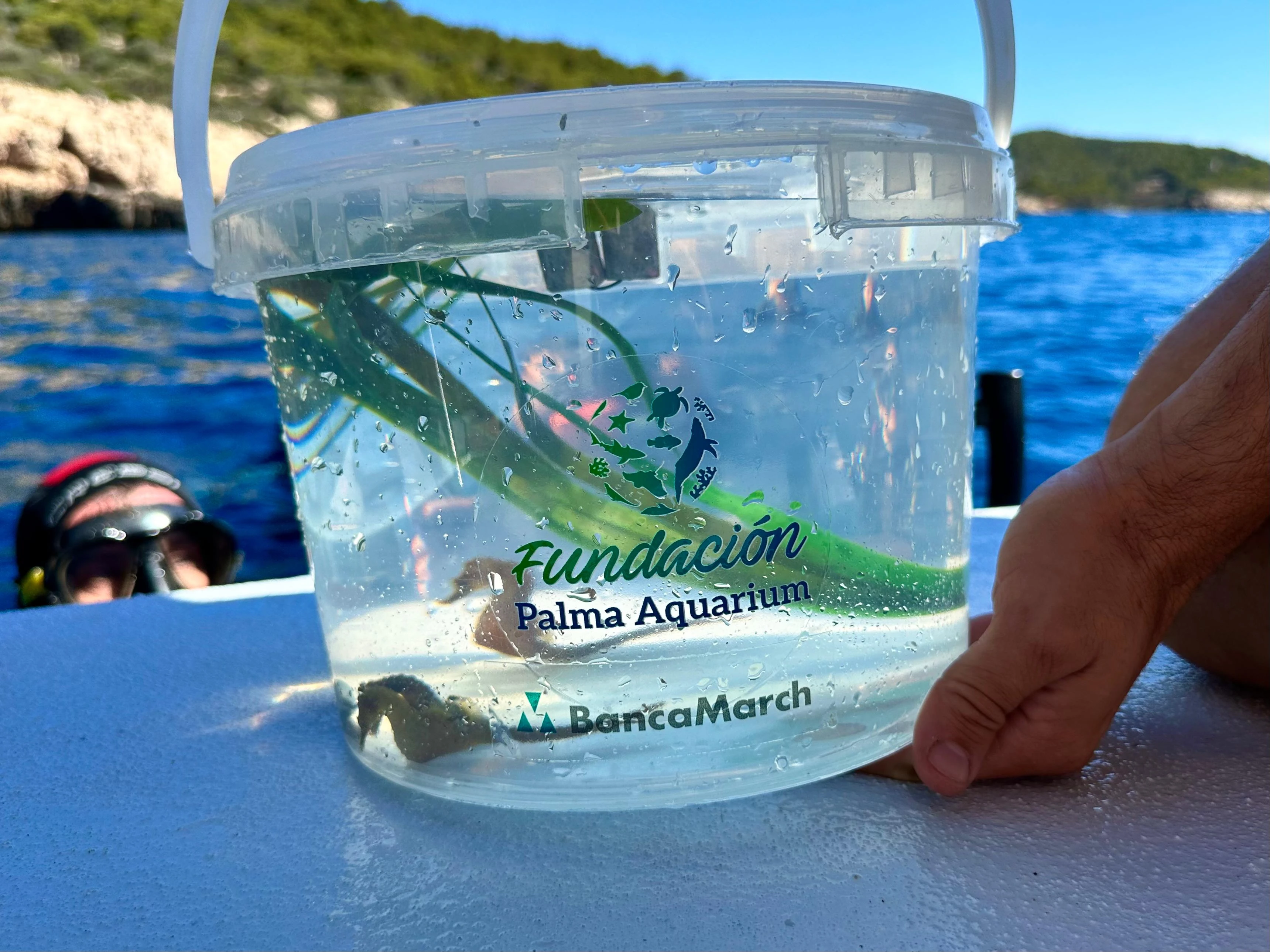 Primera liberación pública de caballitos de mar en Baleares