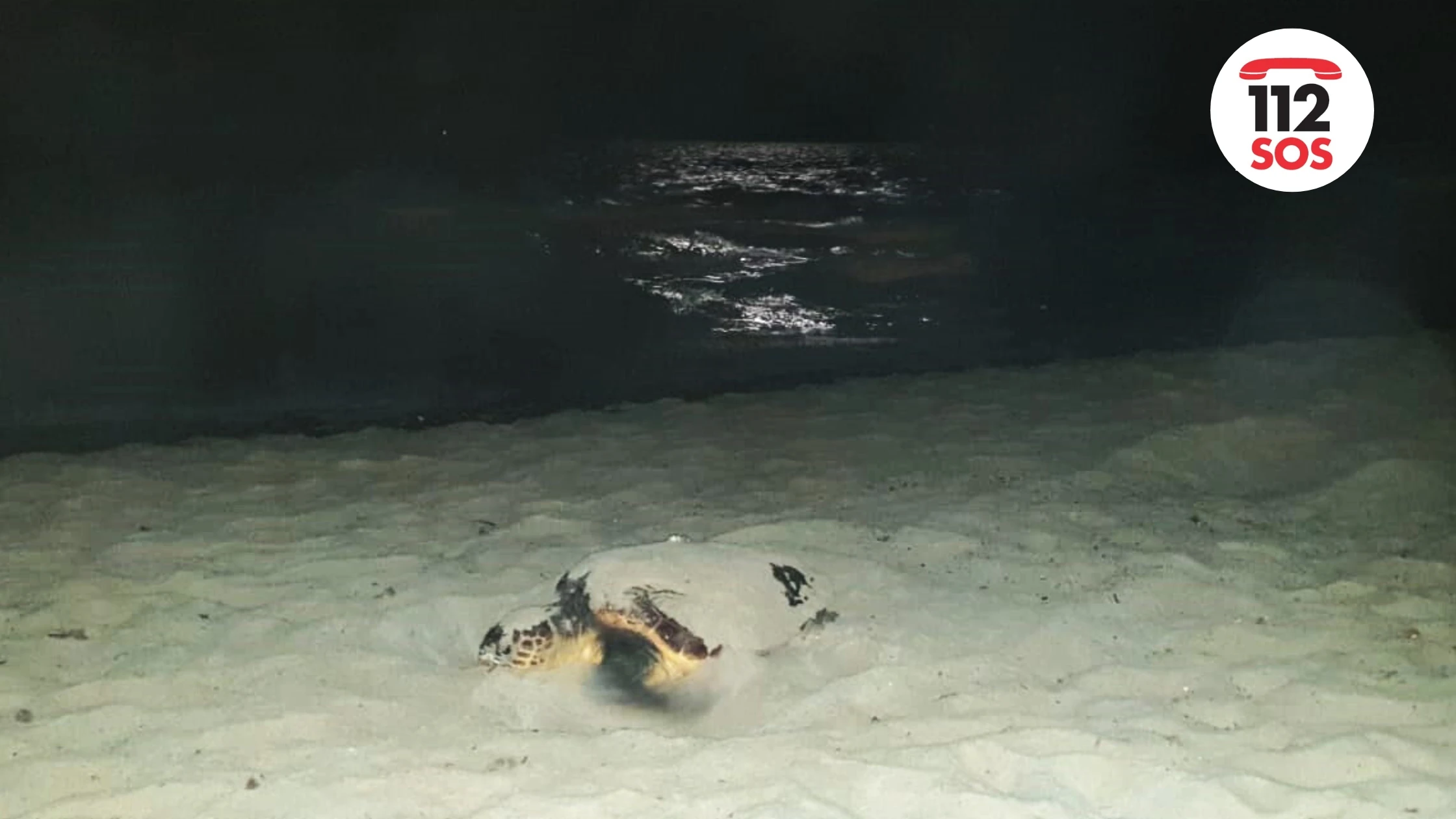 Cómo actuar si encuentras una tortuga marina de noche en la playa