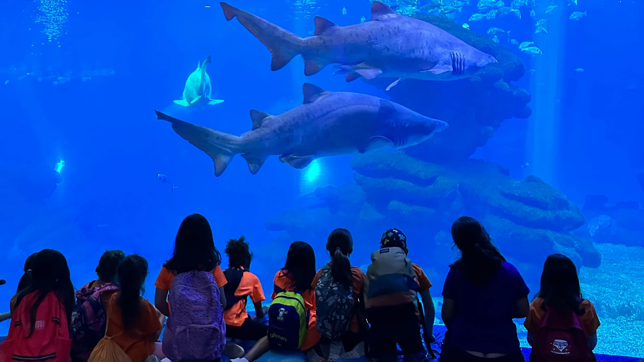 Nuevo programa educativo de Palma Aquarium para todas las edades