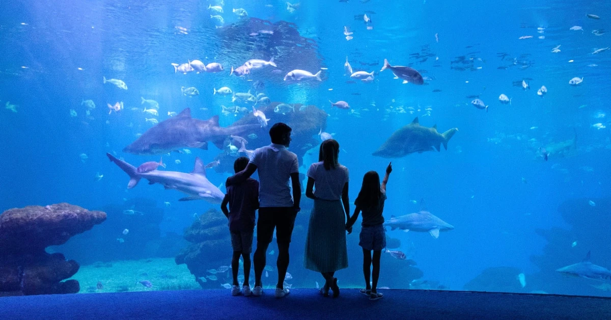 Schenken Sie einen Ocean Pass: die Jahreskarte für marine Abenteuer