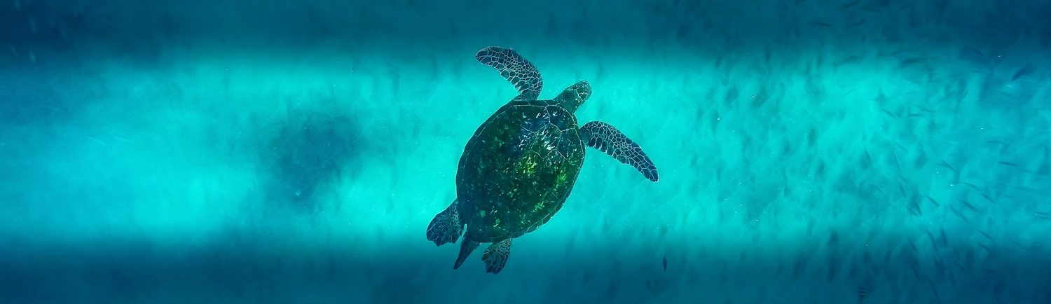 Festa benèfica per la Fundació Palma Aquarium