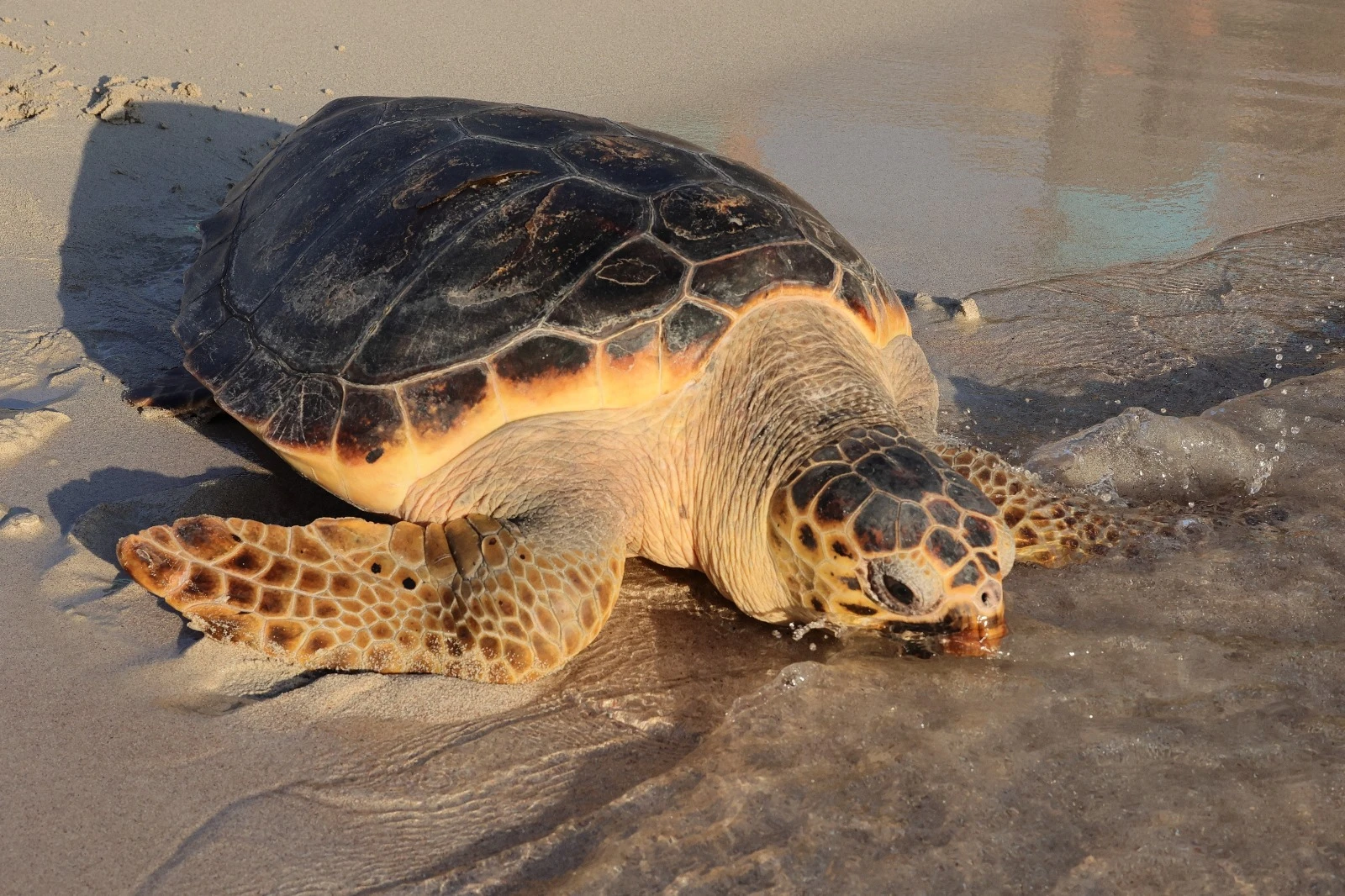 Assistència en els encallaments de fauna marina que es produeixen a les Illes Balears