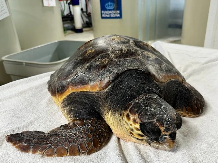 El nostre compromís amb les tortugues marines