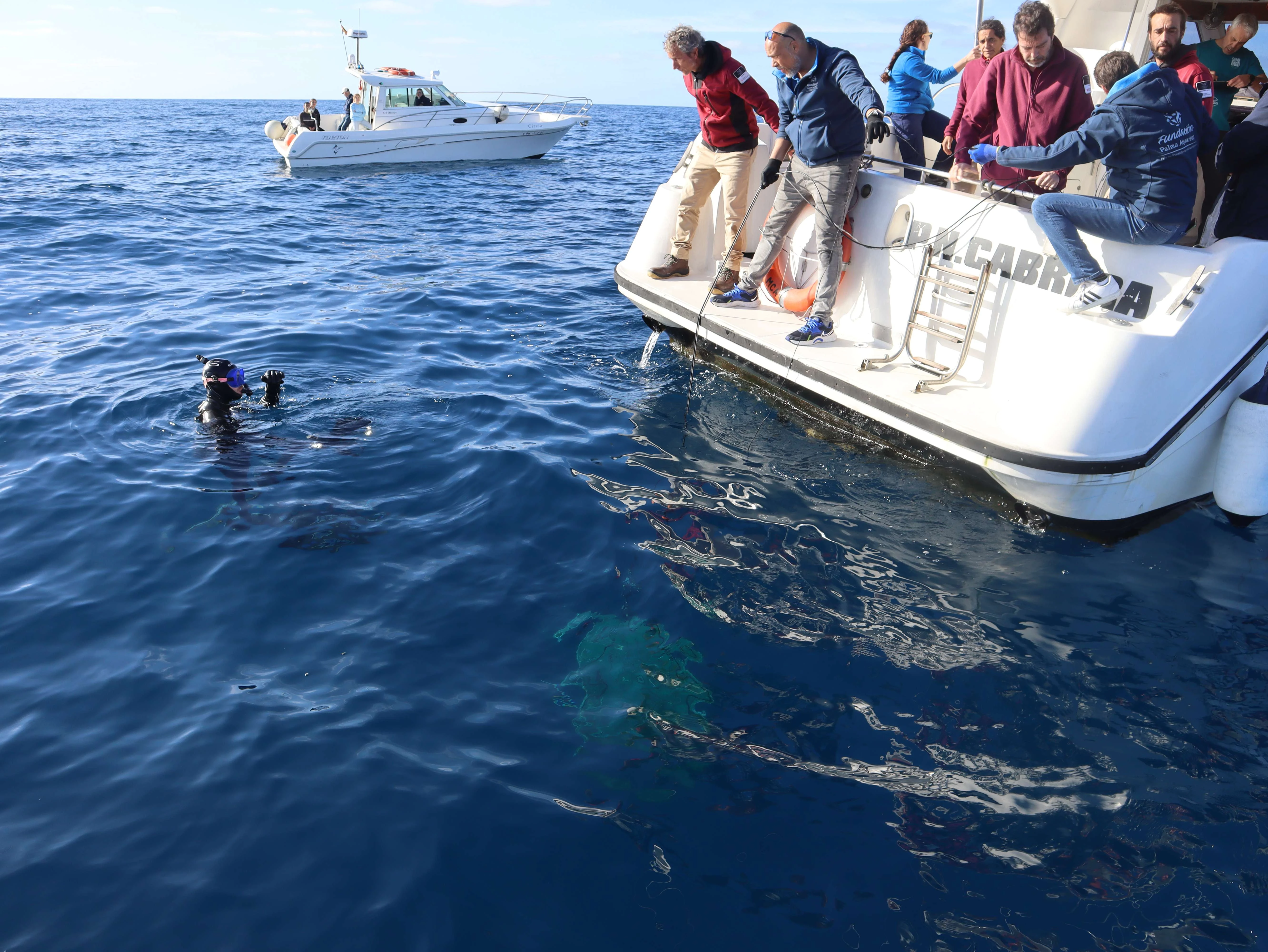Salvem el tauró gatvaire a la Mediterrània