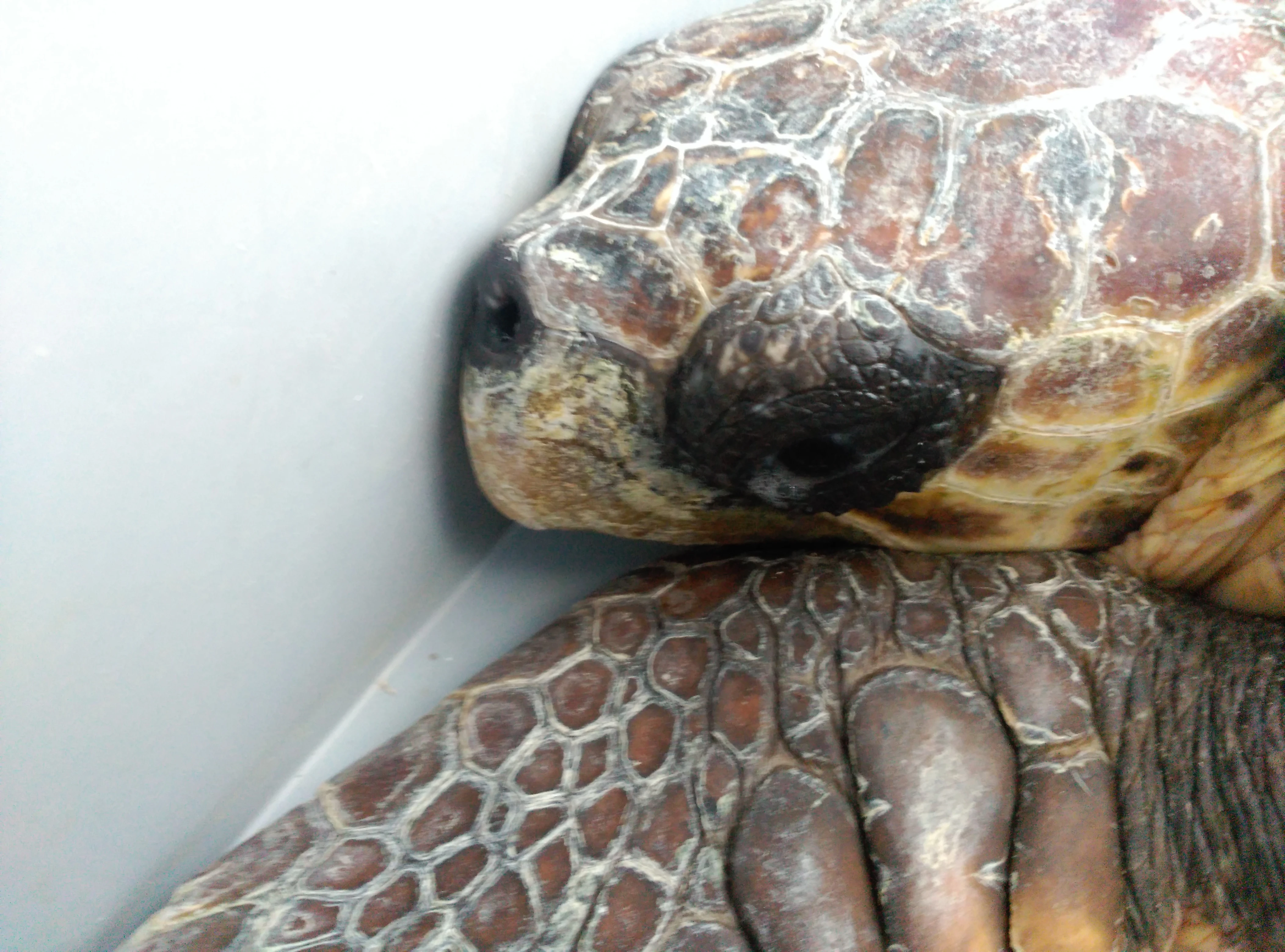 Llega "Vanesa", un nuevo ejemplar de tortuga marina al Centro de Recuperación de Palma Aquarium