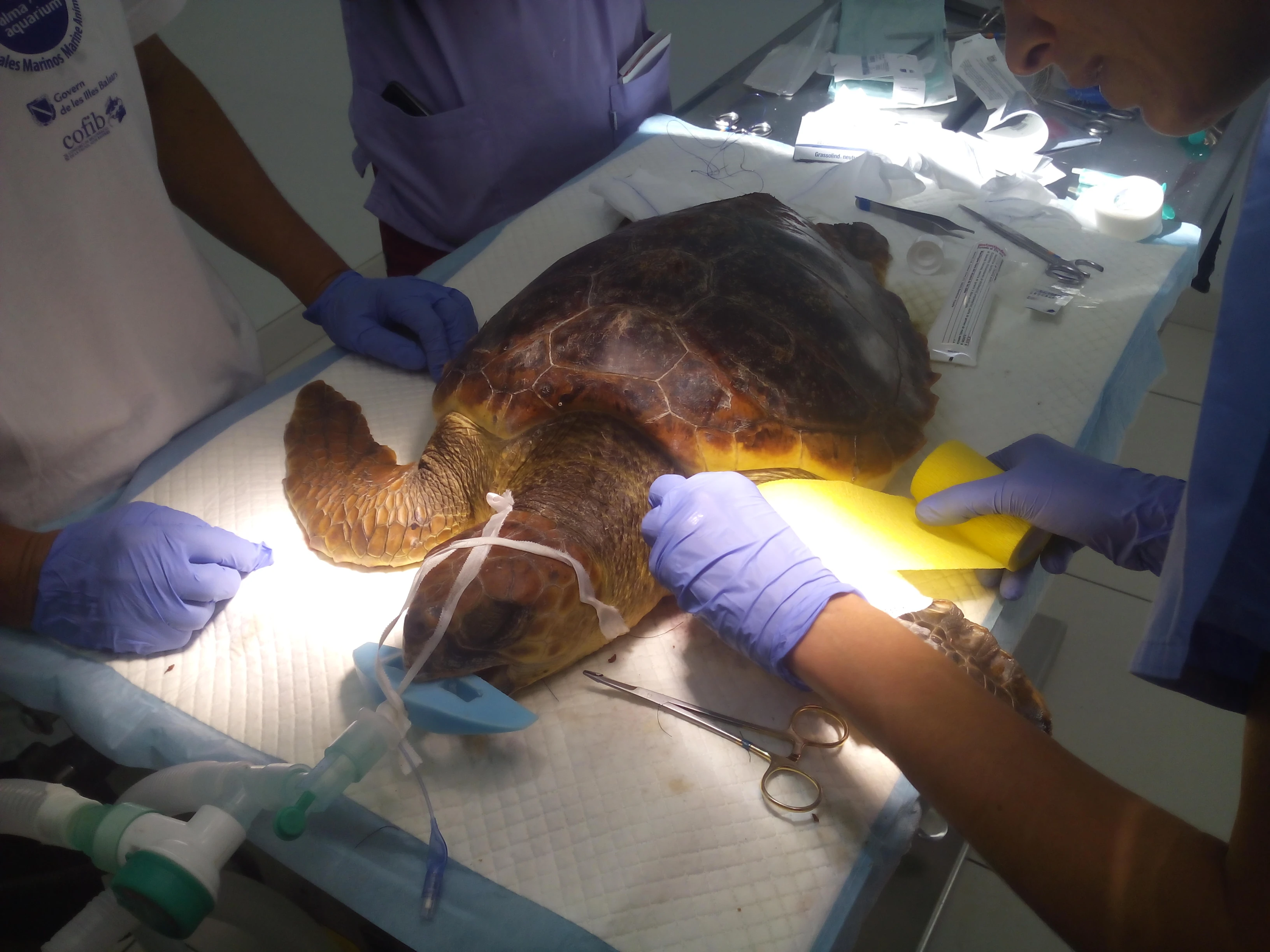 "LILI", la nueva paciente de Palma Aquarium