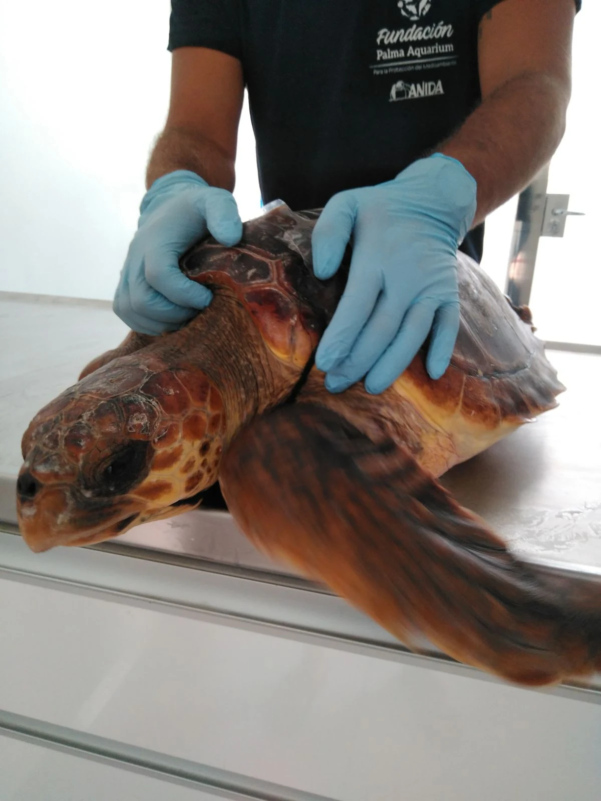 La dulce "Cannoli" ingresa en Palma Aquarium