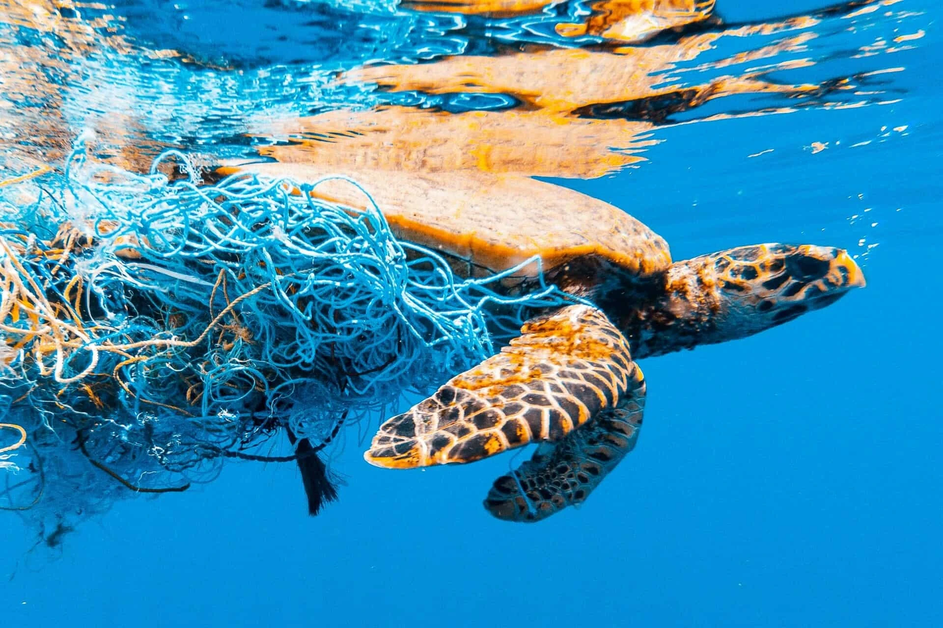 Amenaces que posen en perill la fauna marina	