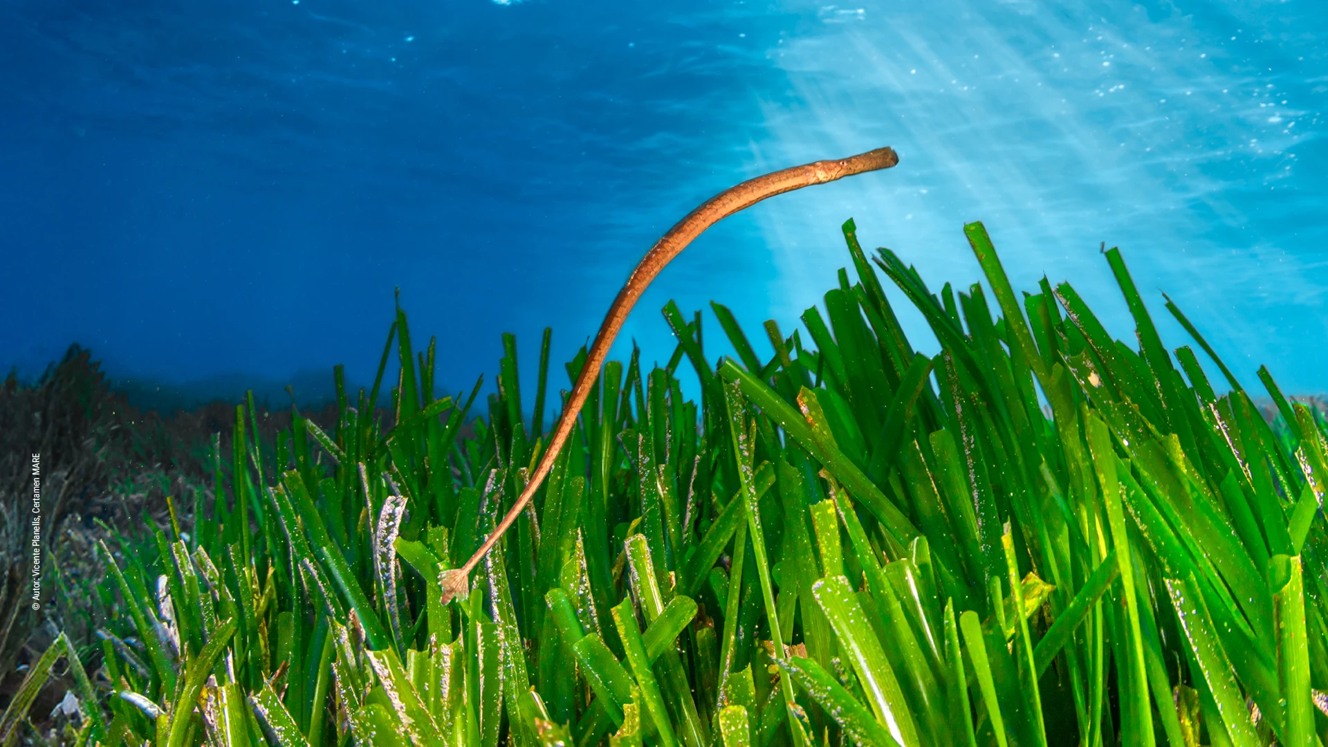 Proyecto Peces Pipa de la Fundación Palma Aquarium y Marilles Foundation