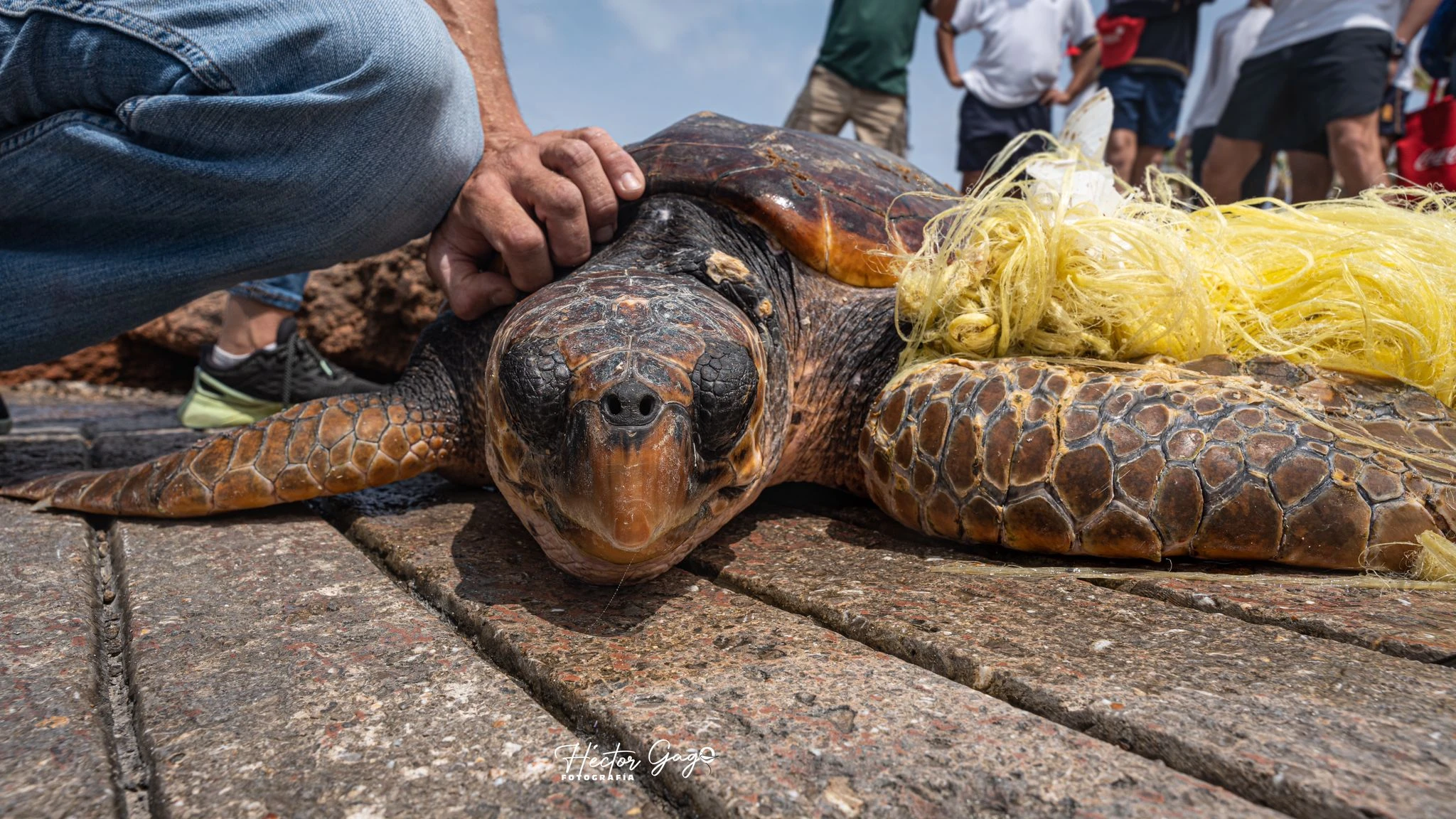 Protocol de rescat en casos d’emmallament: protegint les tortugues marines 