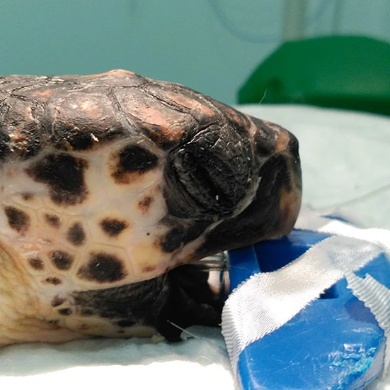 Tortugues