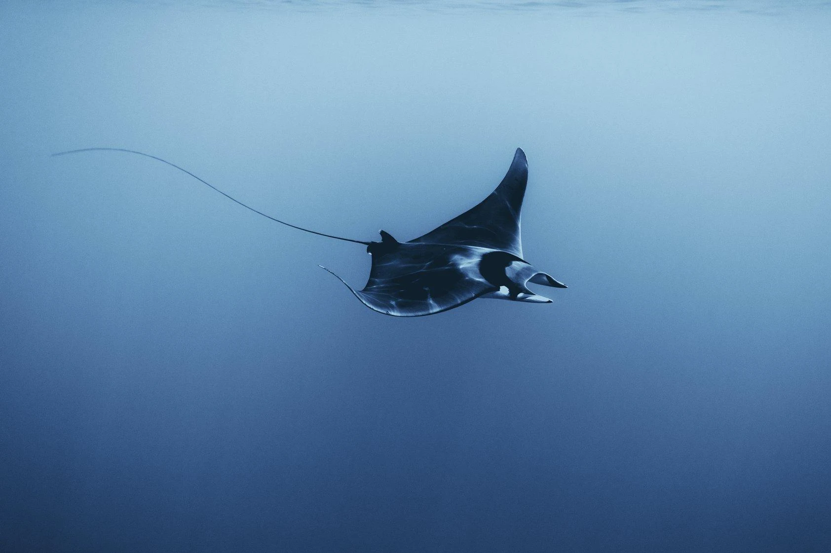 Mantas en las costas españolas: un fenómeno inusual que alerta a los expertos