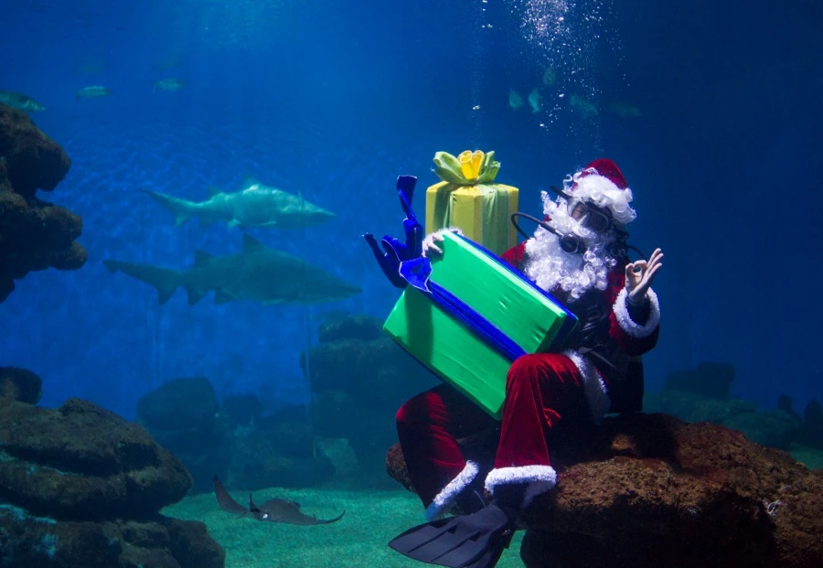 This Christmas, Give Aqua·Experiences