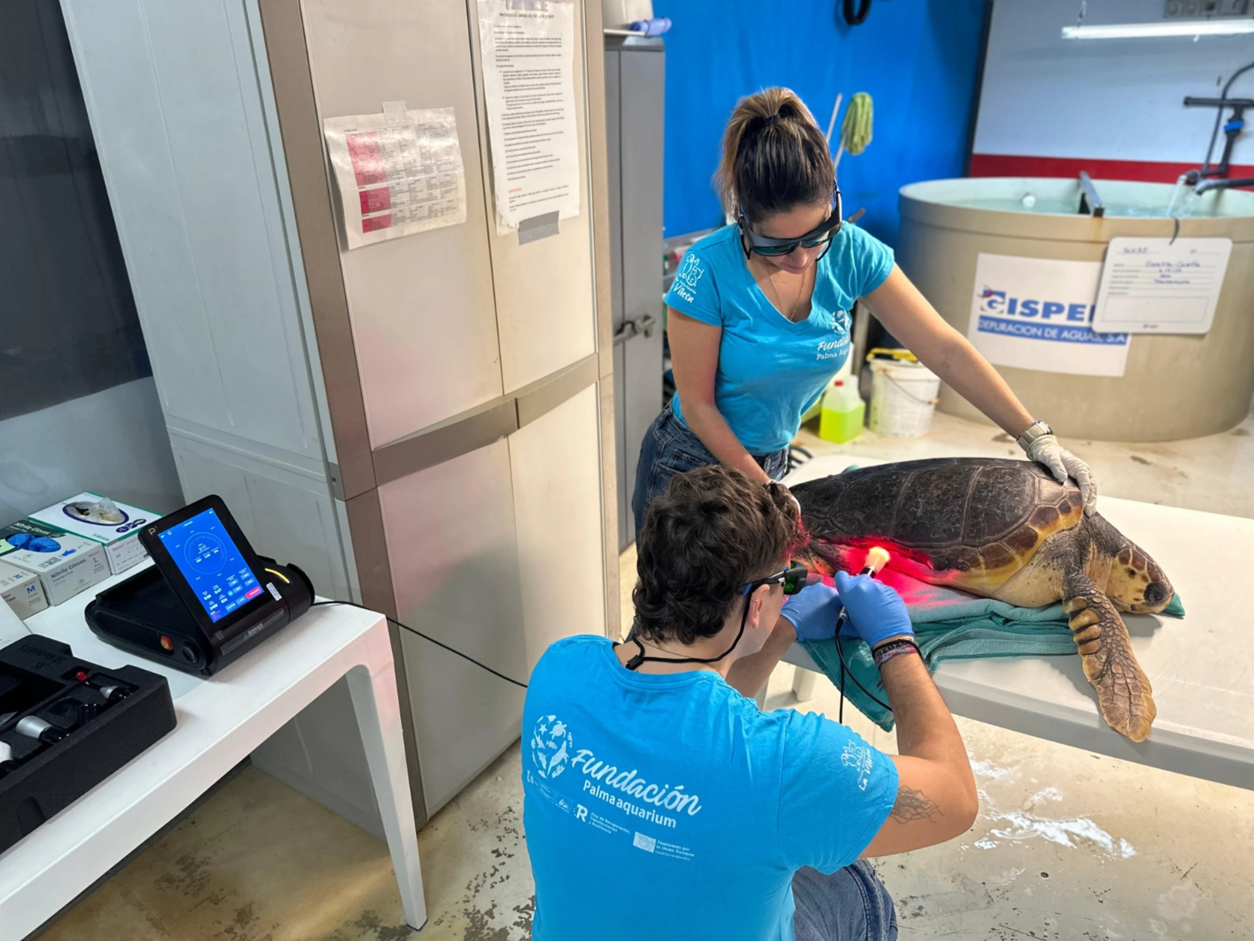 Un nou làser terapèutic millora la recuperació de les tortugues marines a la Fundació Palma Aquarium
