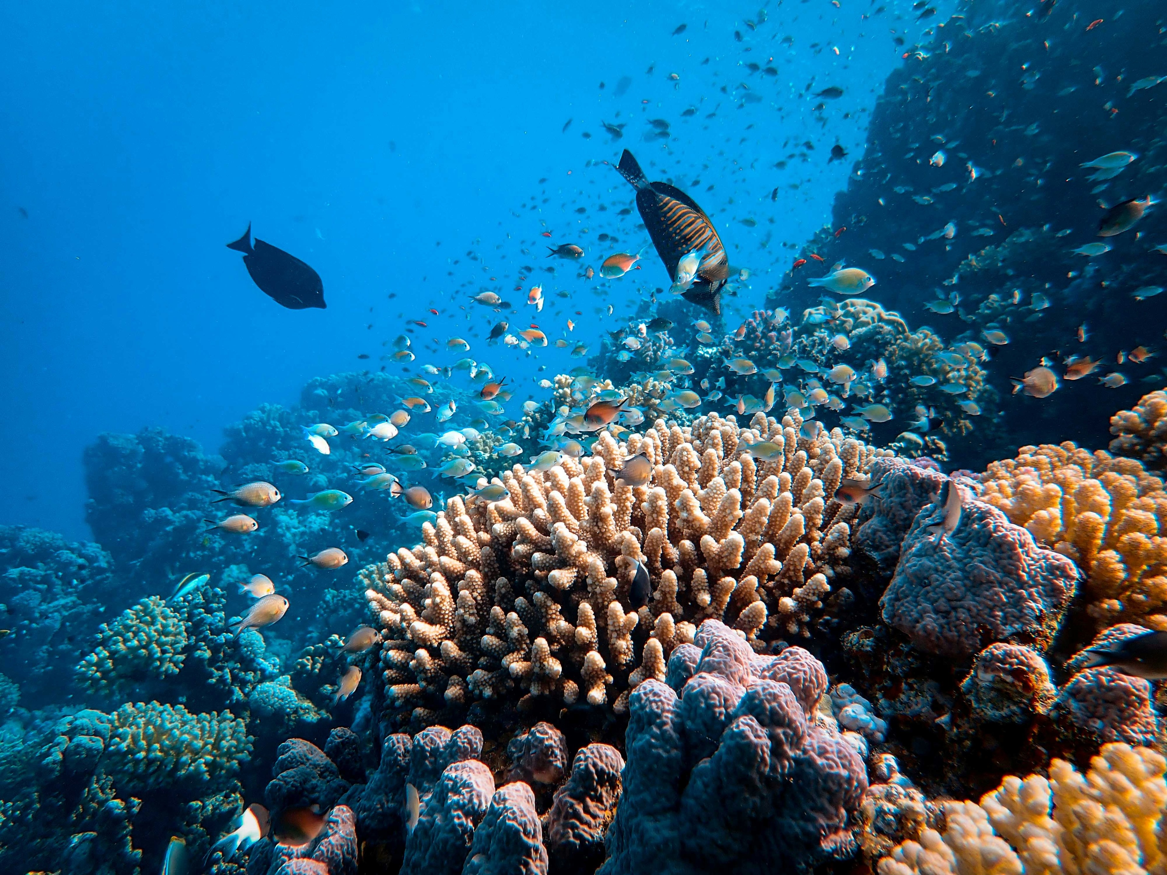 Habitats