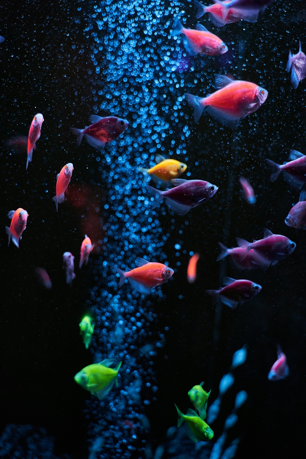 HOY EN PALMA AQUARIUM